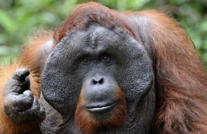 Orangutan szuka żony