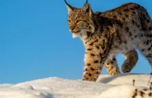 WWF zebrało na ratowanie dzikich kotów 22 mln zł. Wystarczyło na dwa rysie. XD