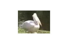 Pelikan zjada żywego gołębia