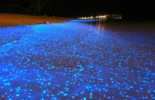 Plaża na Malediwach pokryta fluorescencyjnym fitoplanktonem.