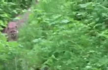Człowiek spotyka w lesie pumę