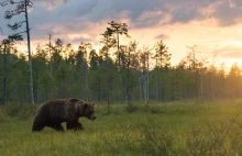 Największy niedźwiedź brunatny w Finlandii