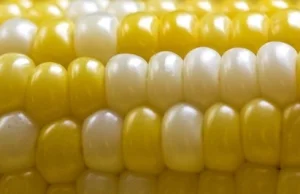 Rosną ceny zbóż - kukurydzy i soi
