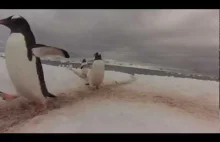 Pingwiny na skrzyżowaniu