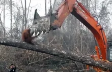Orangutan walczy z buldożerem o swój dom
