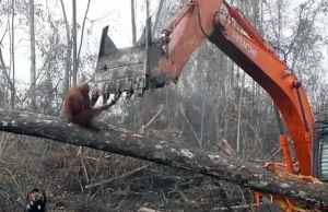 Orangutan walczy z buldożerem o swój dom
