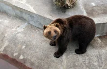 Cierpienie zwierząt w zaniedbanym, Braniewskim ZOO. Smutny obrazek...