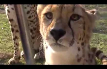 Miauczący Gepard