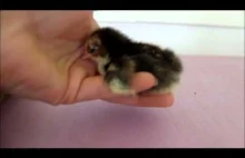 Newborn baby chick just wants to be held