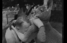 Boks: Kangur vs Człowiek. Film archiwalny
