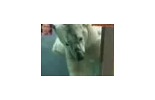 WTF?! Japończycy w przebraniu foki konta niedźwiedź polarny