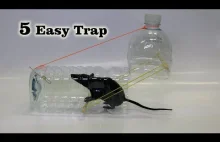 Pięć łatwych do wykonania pułapek na myszy i szczury