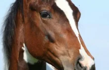 Konie pamiętają emocje wypisane na ludzkiej twarzy