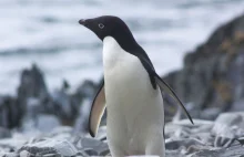 Mroczny sekret pingwinów Adélie, ukrywany przez lata [ENG]