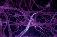 Uczenie perceptronu | Sieci neuronowe