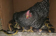 Kobieta przyłapała swoją kurę na tajnej schadzce z wężem