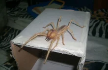 Połączenie pająka ze skorpionem? Solfuga!