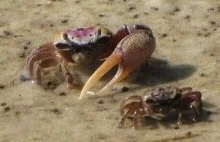 Cwana strategia flirtu u krabów uca