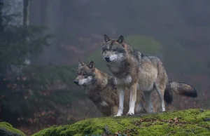 Wilki idą przez Polskę w poszukiwaniu żon i mężów