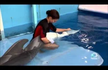 Dolphin Tale - oparta na faktach opowieść o delfinie z amputowanym ogonem