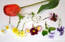 Jadalne kwiaty w kwietniu