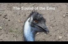 Czy słyszałeś kiedyś dźwięk, który tworzy ptak Emu