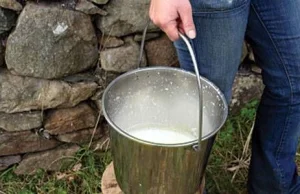 Mleko surowe wzmacnia odporność - opublikowane wyniki badań