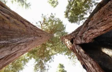 Sekwoje - 12 ciekawostek o największych drzewach świata