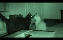 Paranormal cativity