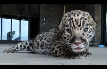 Weterynarze za pomocą metody usta usta przywrócili życie maleńkiemu jaguarowi.