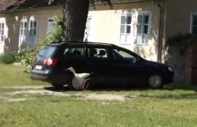 W Niemczech agresywny bocian terroryzuje brandenburską wieś