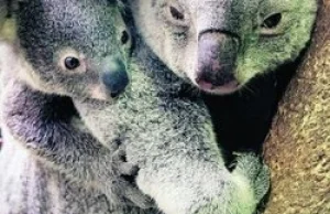 Koale znikają z mapy Australii. "Za kilka dekad ich nie będzie"