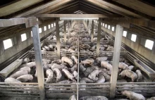 Martwe świnie w filipińskich rzekach. Władze wypowiadają wojnę rolnikom