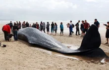 Ogromny wieloryb znaleziony na plaży