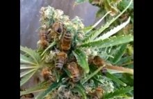 Nicolas Trainerbees wytrenował pszczoły do robienia miodu z marihuany