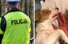 Policja zignorowała zgłoszenie o skatowanym psie? "Działania były prawidłowe"