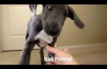 Penny the Cute Blue Great Dane Puppy LOVES Bath Time!