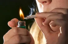 Marihuana nie obniża ilorazu inteligencji