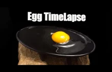 Egg Timelapse 7 days