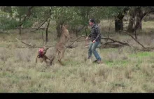 Niesamowita ustawka | Mężczyzna vs Kangur