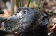 Szympansy zmieniają wokalizacje, by lepiej porozumieć się z 'nowymi'