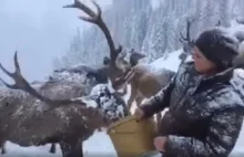 W Austrii ludzie dokarmiają jelenie, które nie mogą się dostać do jedzenia