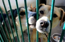 Radny: Bezpańskie psy trzeba uśmiercać