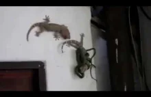 gekon pomaga swojemu kumplowi uwolnić się z objęć węża