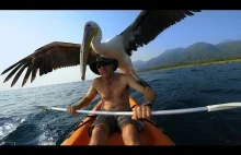 GoPro: Pelican Learns To Fish