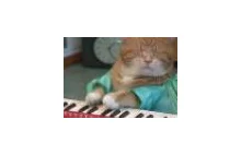 Nowy Keyboard Cat