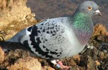 Poznaliśmy genom gołębia. Jest potomkiem ptaków wyścigowych