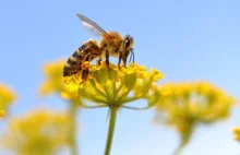 Austria: Więzienie za wytrucie pszczół