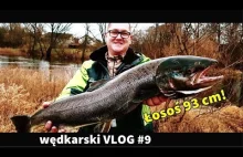 Łosoś 93 cm Drwęca 2018 - Wiara w przynętę - wędkarski VLOG #9