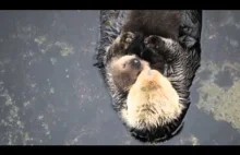 Śpiąca wydra z maleństwem